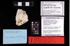 NHMW-GEO-2007z0149-0434_Ol_01.tifGalatheites diasema (Robins, Feldmann, Schweitzer & Bonde, 2016)  (NHMW-GEO-2007z0149-0434)